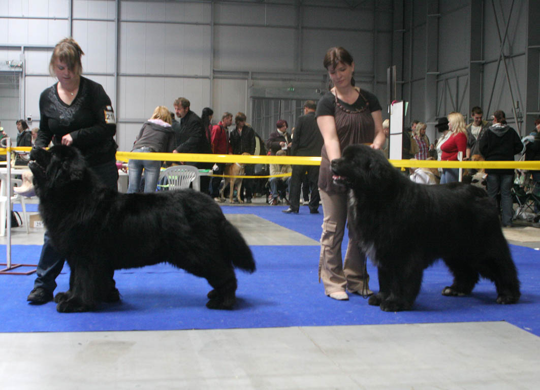 Pes CACIB,  a Res. CACIB